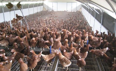 Chickens