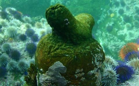 Marine Biodiversity