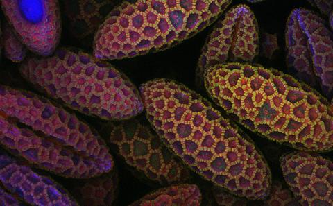 Lily Pollen