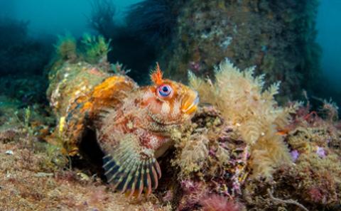 Marine Biology and Ecology (MBE)