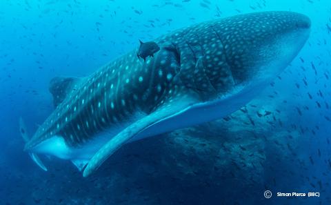 Whale shark swimming off the Galapagos