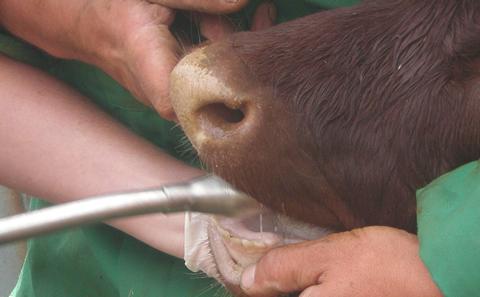 cow bolus