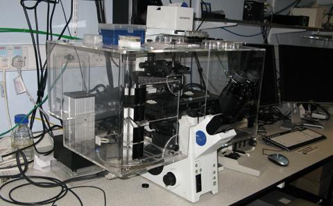 Live Cell Imaging