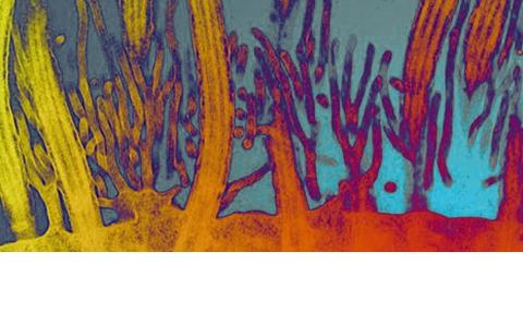 Biomedical Image