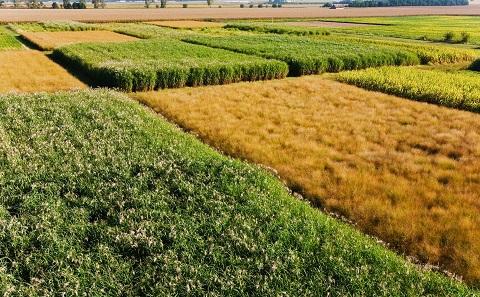 Crops