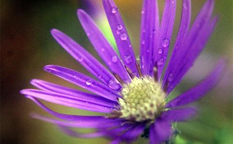 FloraGuard