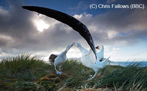 Wandering Albatross in South Georgia (copyright BBC)
