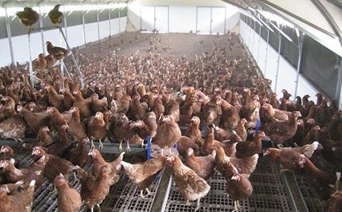 Hens