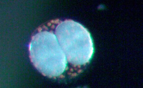 Reproductive biology
