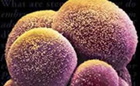 Stem Cell Mountain