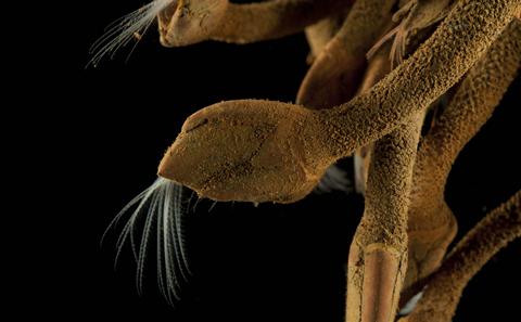 Deep sea Neolepas