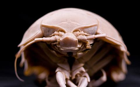 Deep sea marine life