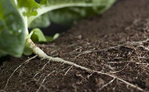 Soil