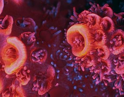 Fluorescence of Acropora coral in high resolution