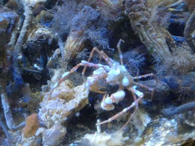 They use sponges and seaweed to camouflage themselves.