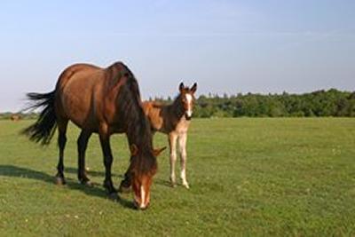 Image of the New Forest Ponies