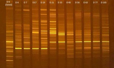 Shift of microbial community of granular sludge during the formation period and stable state