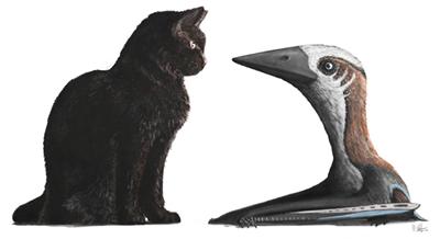 Late Cretaceous azhdarchoid specimen, compared to a house cat. Credit: M.Witton