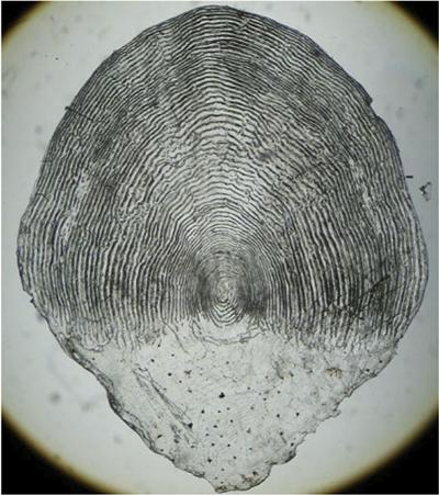 Scale of atlantic salmon