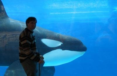 Orca
