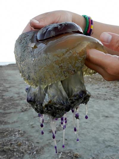 Fried Egg Jellyfish from Alicante, Spain, forms blooms along the Mediterranean coastline.