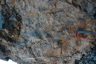 A palaeo-equatorial Devonian lycopod forest in Spitsbergen