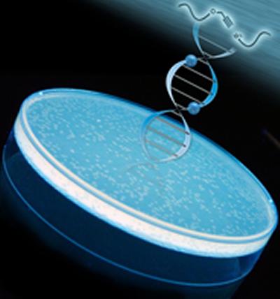 Colonies of E.coli were used to research biocompatibility