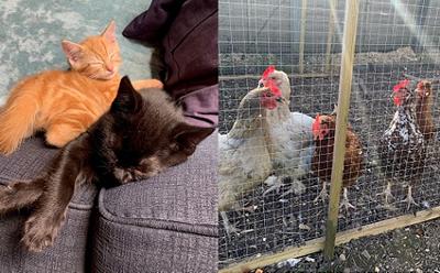 Cats Belle and Gus, and the chickens 