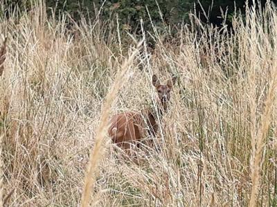 Roe deer