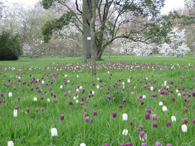 The Royal Botanic Gardens Kew
