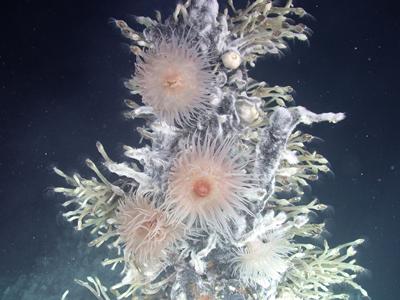 Marine Science at Southampton