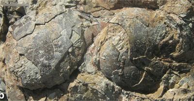 Two fossilised enantiornithine eggs.