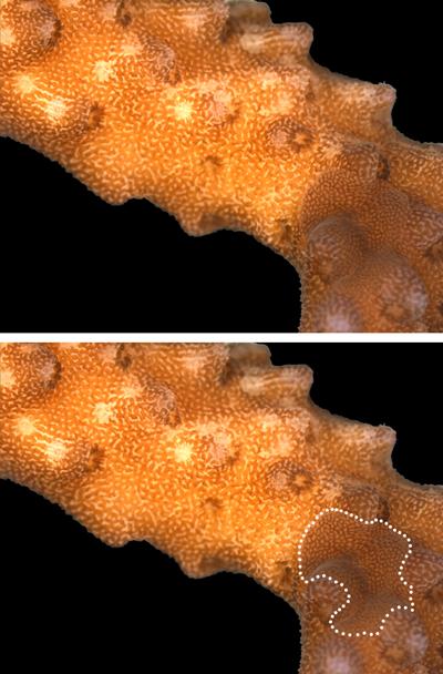 Bite marks show as pale spots. Worm marked in lower image.