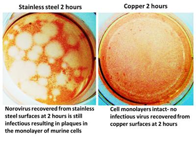 Effects of copper surfaces on norovirus 