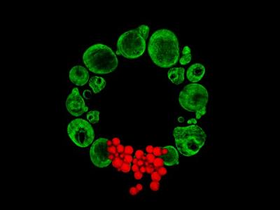 Christmas Wreath