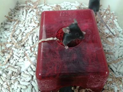 Mice using environmental enrichment
