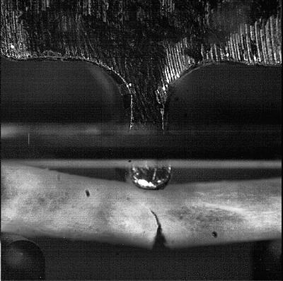 Fracture toughness of a whole bone