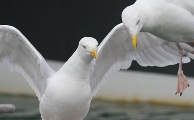 European Herring Gulls