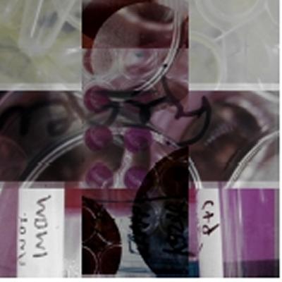 Integrating art, biological sciences and technology