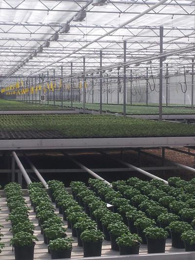 More than 18 million pots of herbs are produced in the UK each year