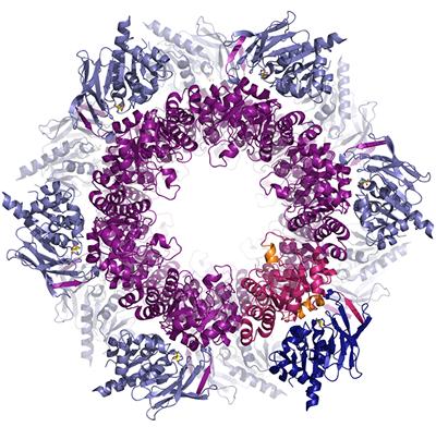 PLP synthase is a 24 protein complex required in the synthesis of Vitamin B6