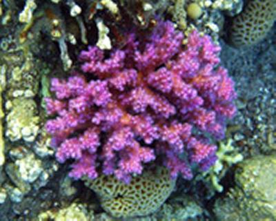 A pink photoprotective chromoprotein
