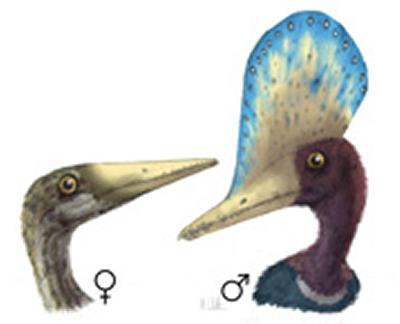 Sexual dimorphism in the pterosaur Darwinopterus