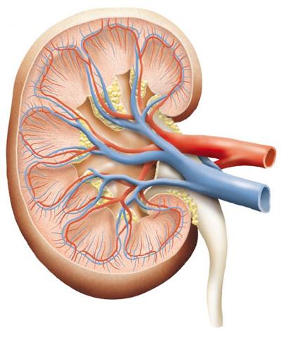Cross-section of a kidney
