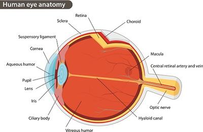 Eyeball