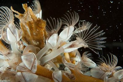 Learn more about the facinating underwater world