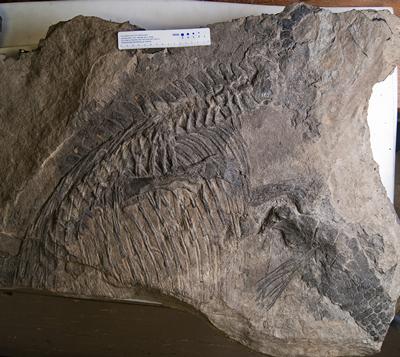 Found in the 1950s by British petroleum geologists.