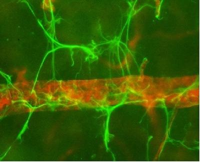 Neuro cells close up