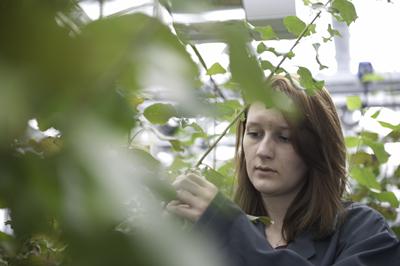 Research includes understanding the genetic basis of yield, developing molecular breeding tools eg markers linked to QTL and deploying functional genomic approaches to investigate traits of interest