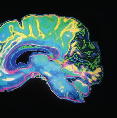 Journey through your beautiful brain